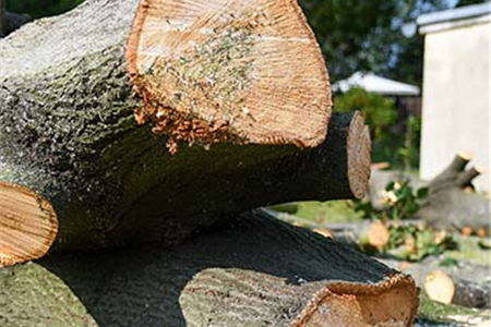 Eine nicht zu unterschätzende, anspruchsvolle Aufgabe eines jeden Landschaftsgärtners, stellt die Baumpflege und der fachgerechte Gehölzschnitt dar.