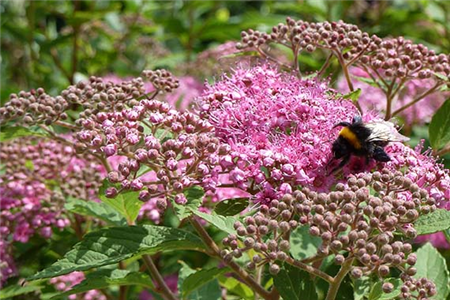 Nahaufnahme rosa Blüten mit Hummel in einer Grünanlage