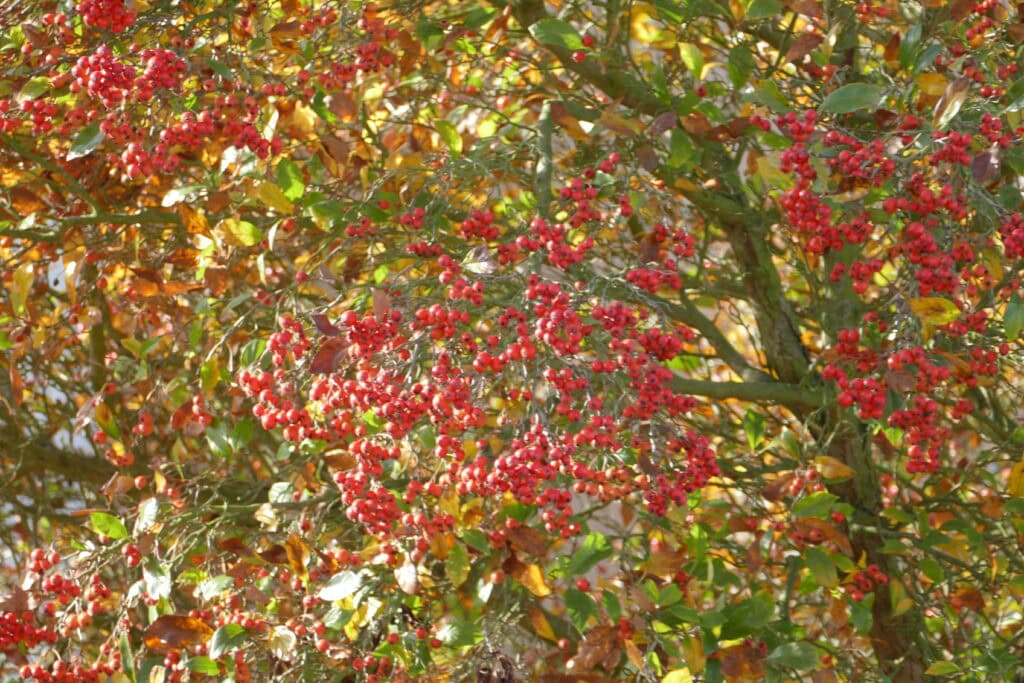 Herbstlaub mit roten Beeren in einer Grünanlage
