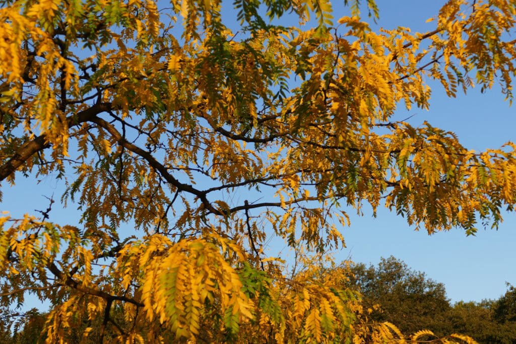 Herbstlich gefärbter Baum von unten fotografiert
