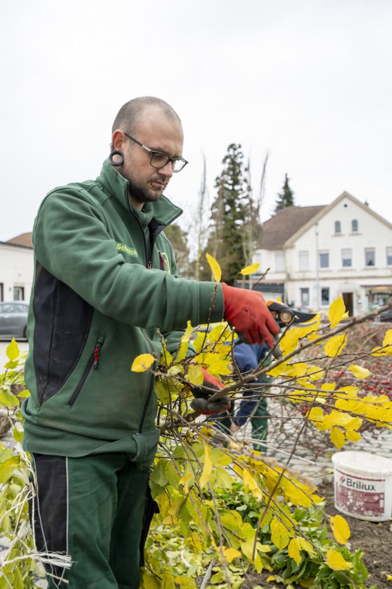 Mitarbeiter beim Schnitt einer blühenden Forsythie